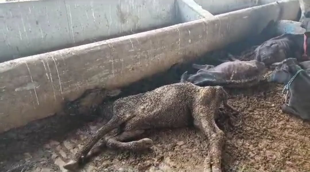 गौ माता बेहाल, कांग्रेस का सरकार से सवाल