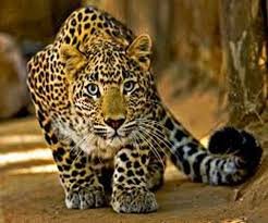 जंगली जानवरों के हमले पर मुआवजा