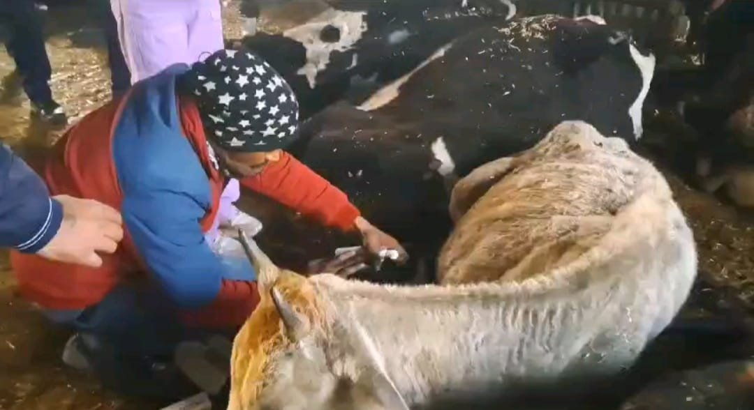 गौमाता की दुर्दशा, सरकार बेपरवाह