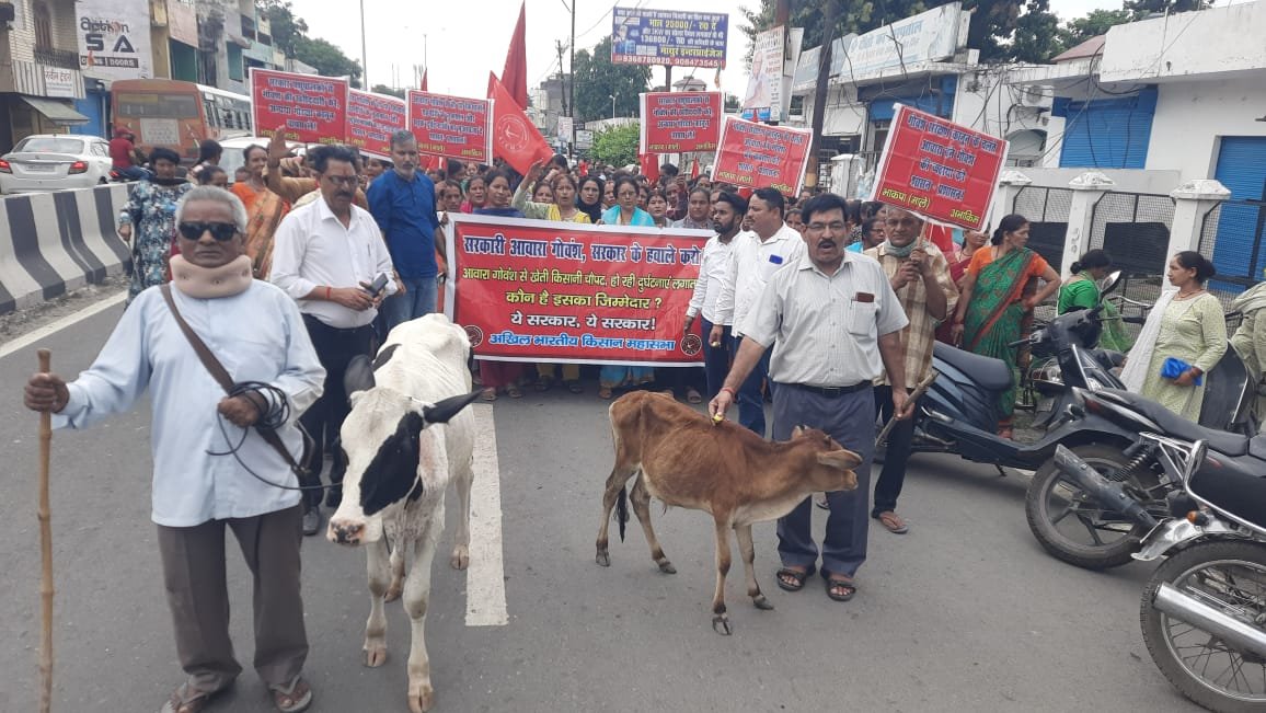 किसान महासभा ने लालकुआं तहसील में बांधे आवारा गोवंश