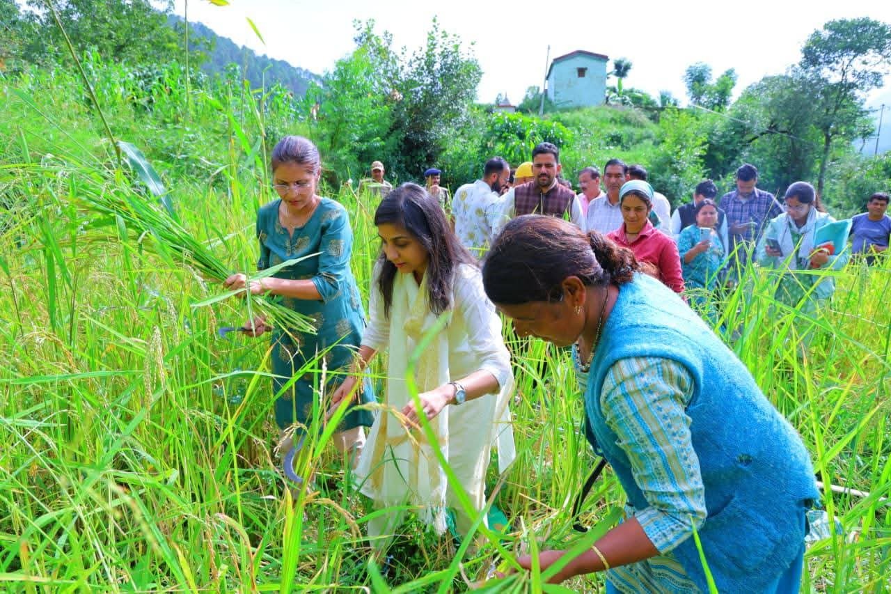 डीएम पौड़ी ने काटे धान