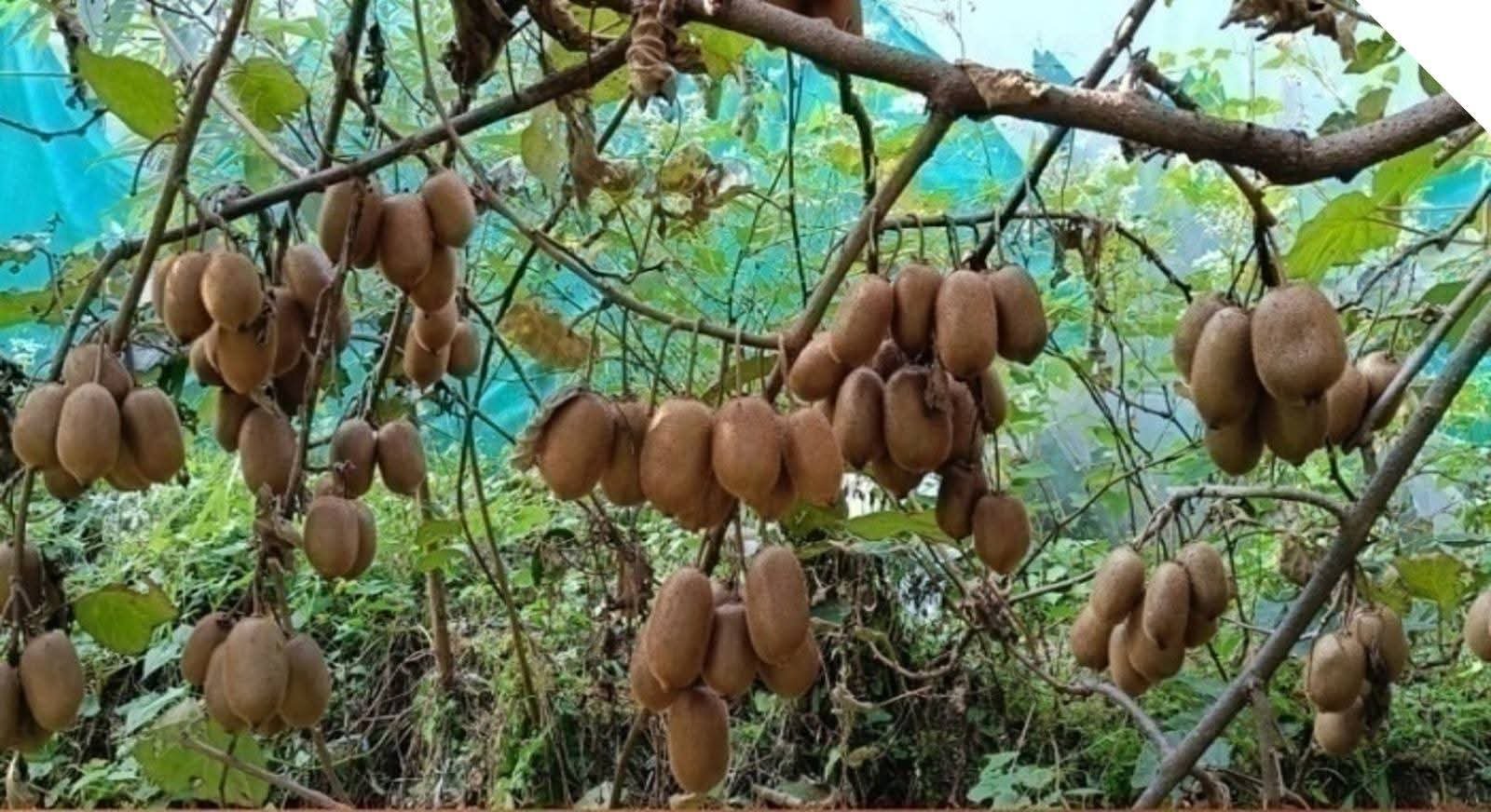 कीवी उत्पादन में बागेश्वर तेजी से आगे बढ़ रहा