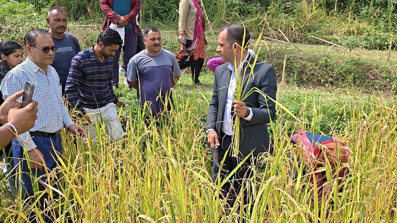 बडौली गांव में डीएम पिथौरागढ़ ने की धान काटने की शुरुआत